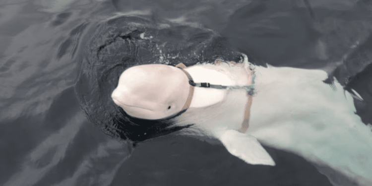 LA STORIA CHE DIMENTICA: EROICI E FEDELI AMICI ANIMALI